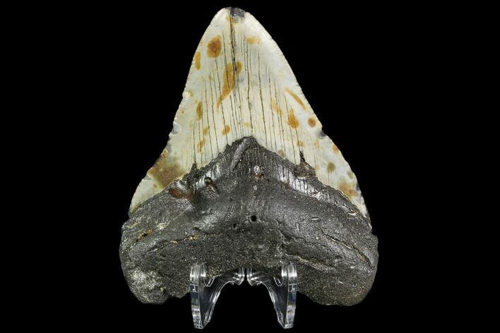 Fossil Megalodon Tooth - North Carolina #108987